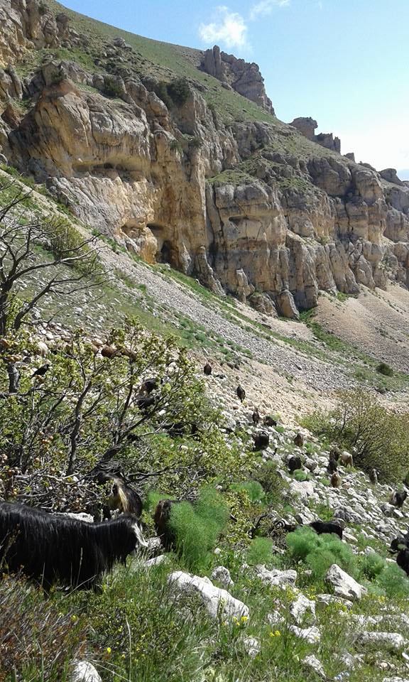 Tercan Yaylım Köyü Resimleri 12