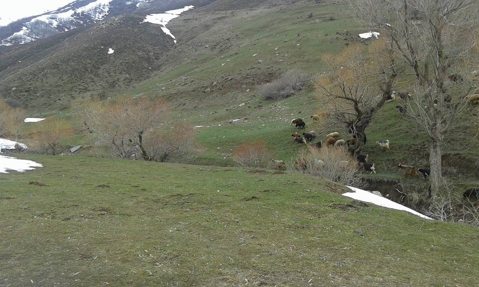 Tercan Yaylım Köyü Resimleri 13