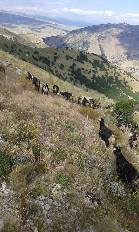 Tercan Yaylım Köyü Resimleri 3