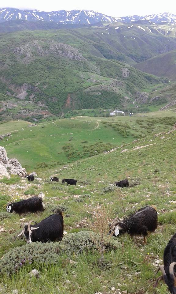 Tercan Yaylım Köyü Resimleri 6