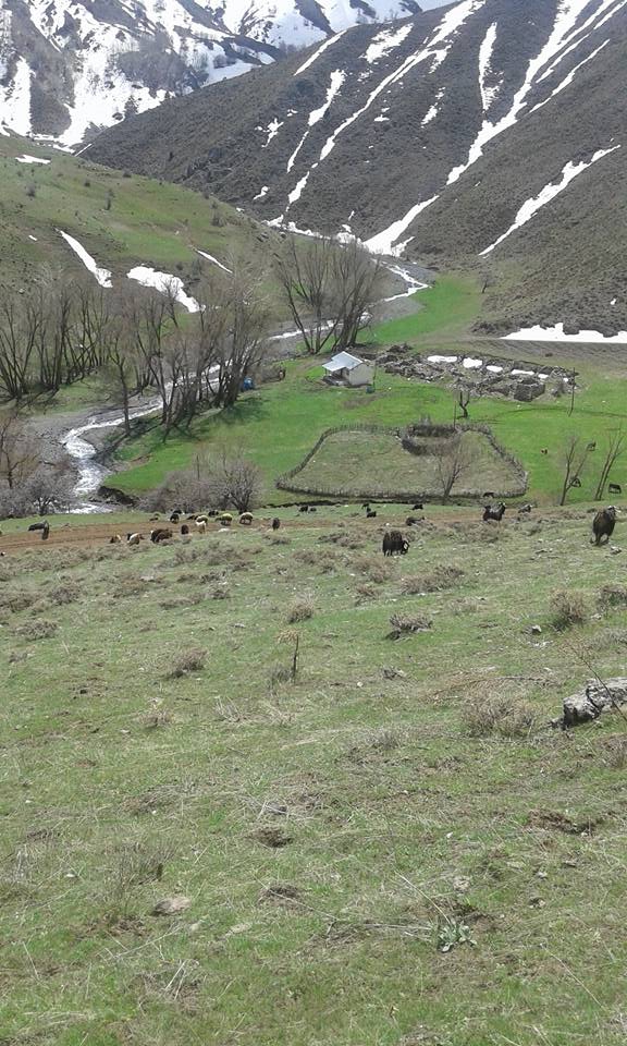 Tercan Yaylım Köyü Resimleri 7