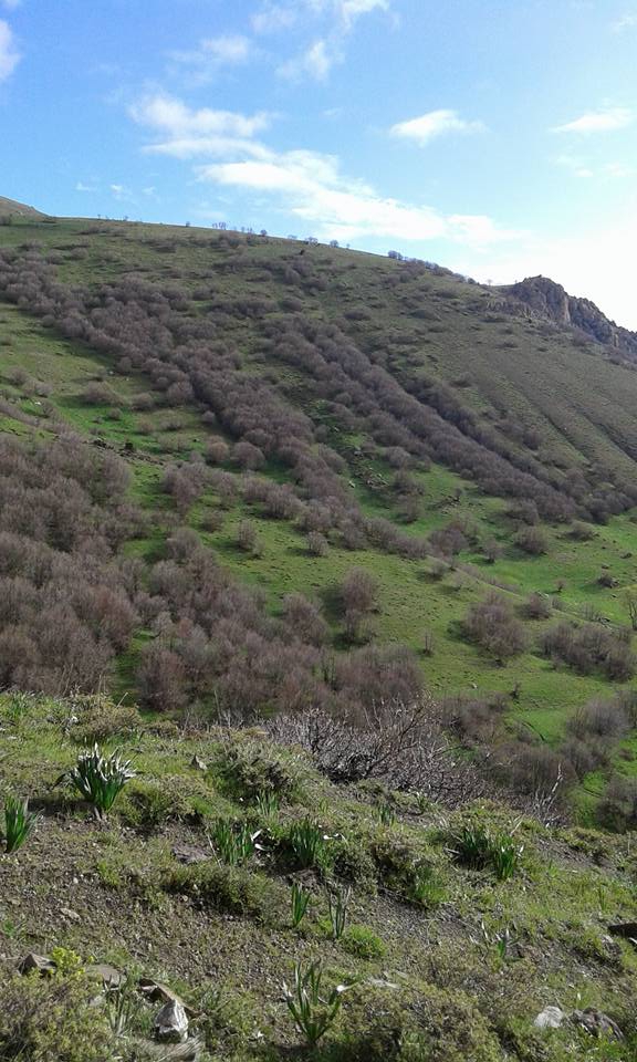 Tercan Yaylım Köyü Resimleri 8