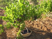 Çal Alfaklar Köyü Resimleri 1