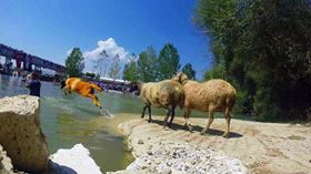 Çal Aşağıseyit Köyü Resimleri 2