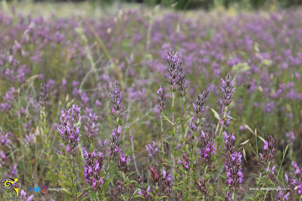 Çal Aşağıseyit Köyü Resimleri 5