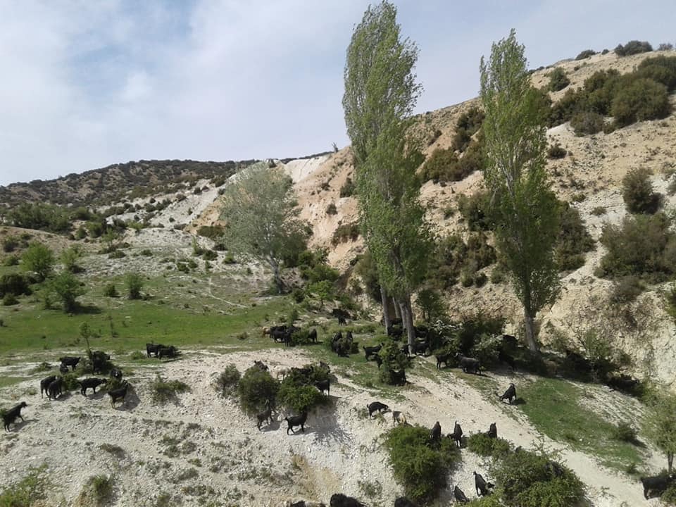 Çal Bayıralan Köyü Resimleri 2