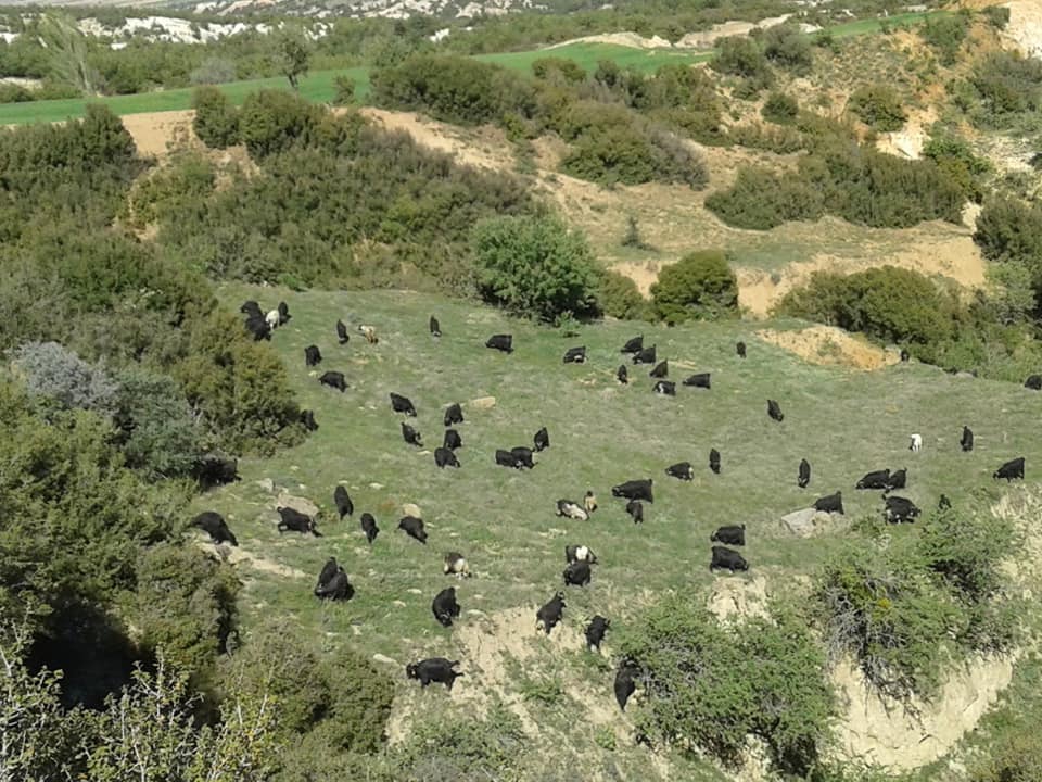 Çal Bayıralan Köyü Resimleri 4