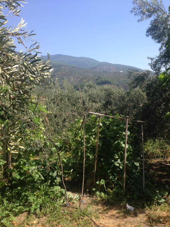 Üzümlü Avcılar Köyü Resimleri 3