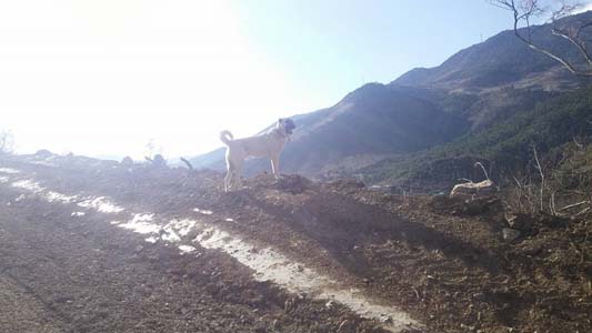 Adana Saimbeyli Gürleşen Köyü Resimleri 2