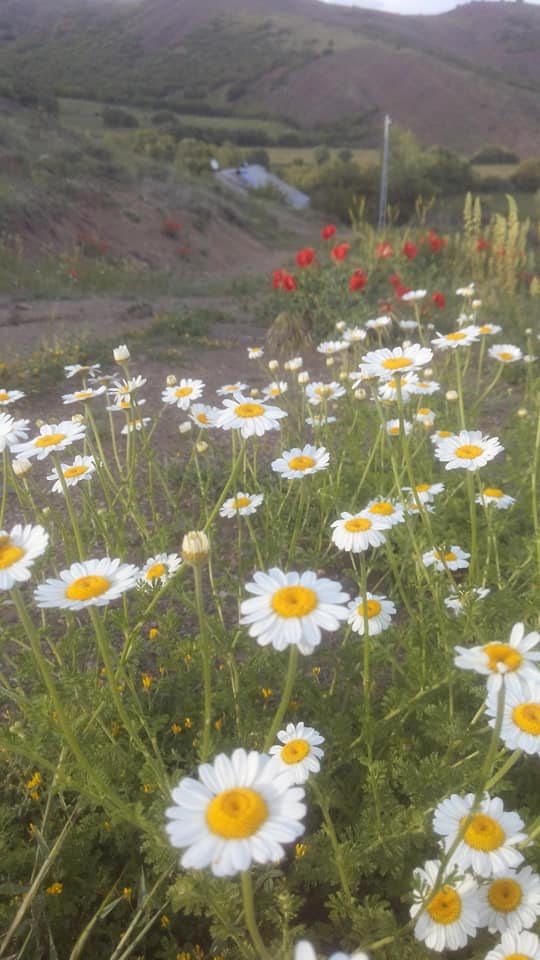 Üzümlü Bulanık Köyü Resimleri 8