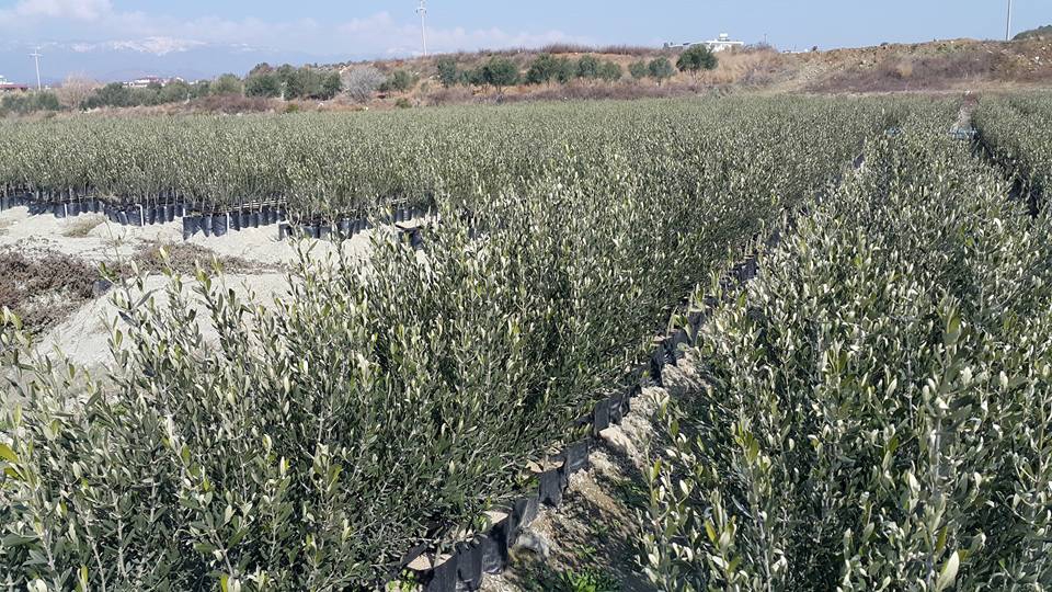 Samandağ Fidanlı Köyü Resimleri 1