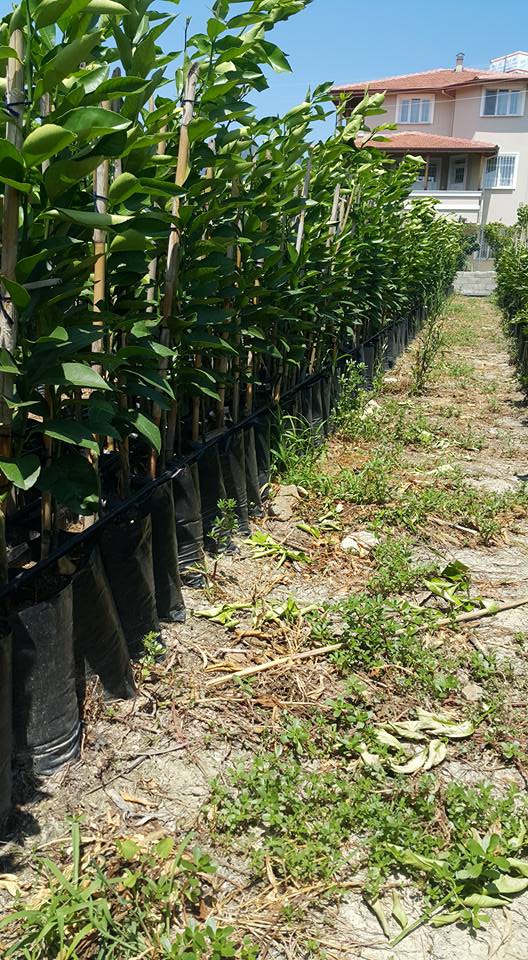 Samandağ Fidanlı Köyü Resimleri 3