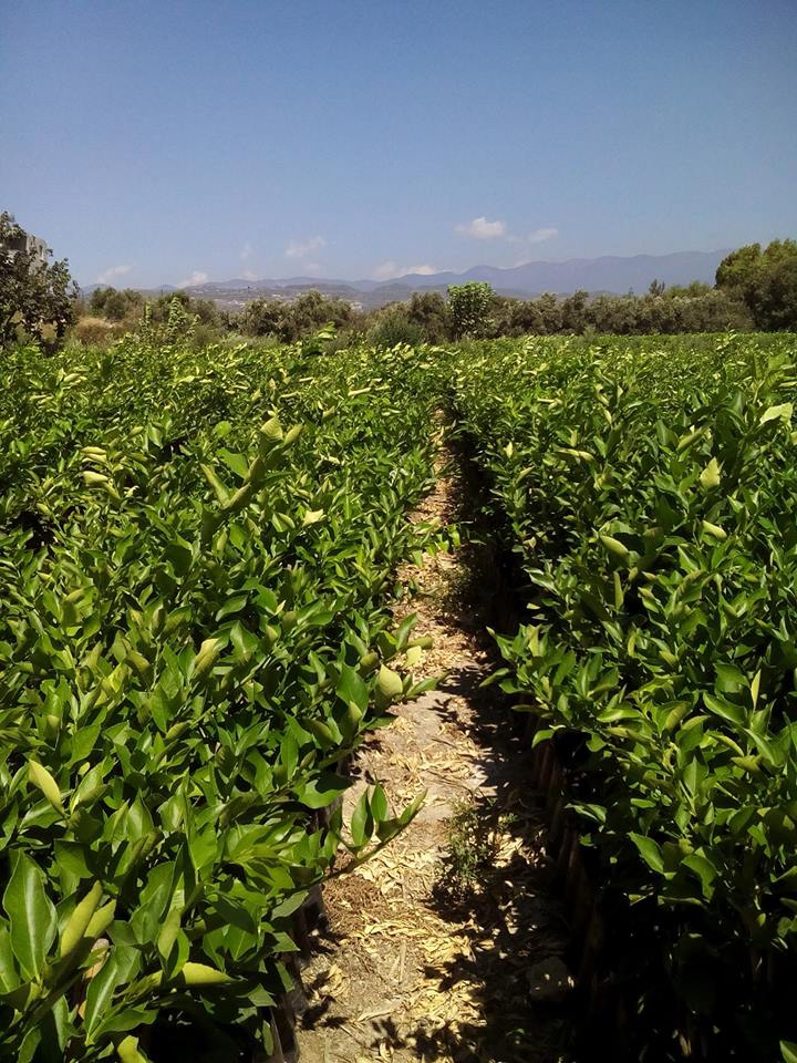 Samandağ Fidanlı Köyü Resimleri 6