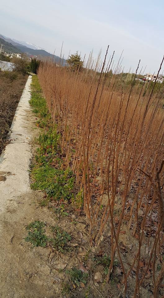 Samandağ Fidanlı Köyü Resimleri 7