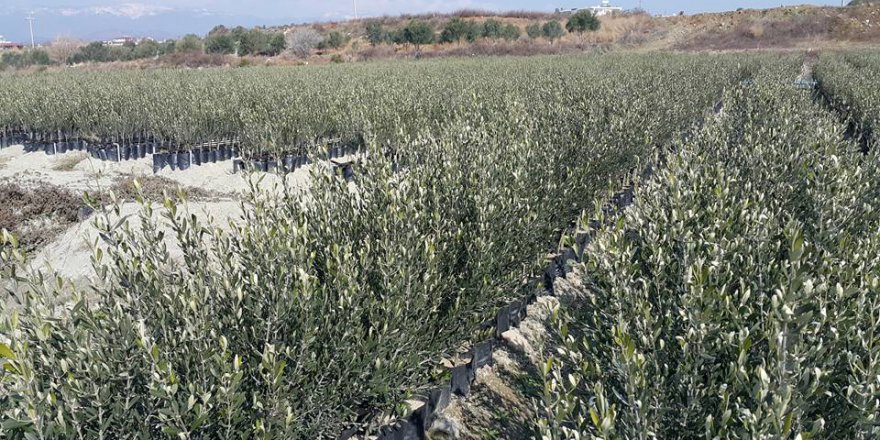 Samandağ Fidanlı Köyü Resimleri