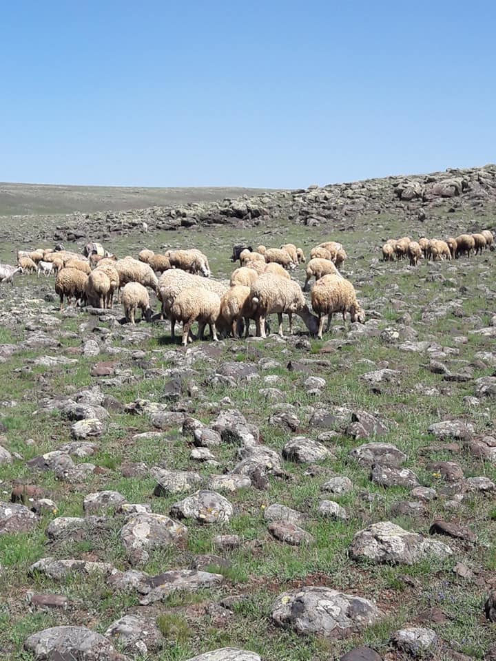 Gürün Göbekören Köyü Resimleri 3