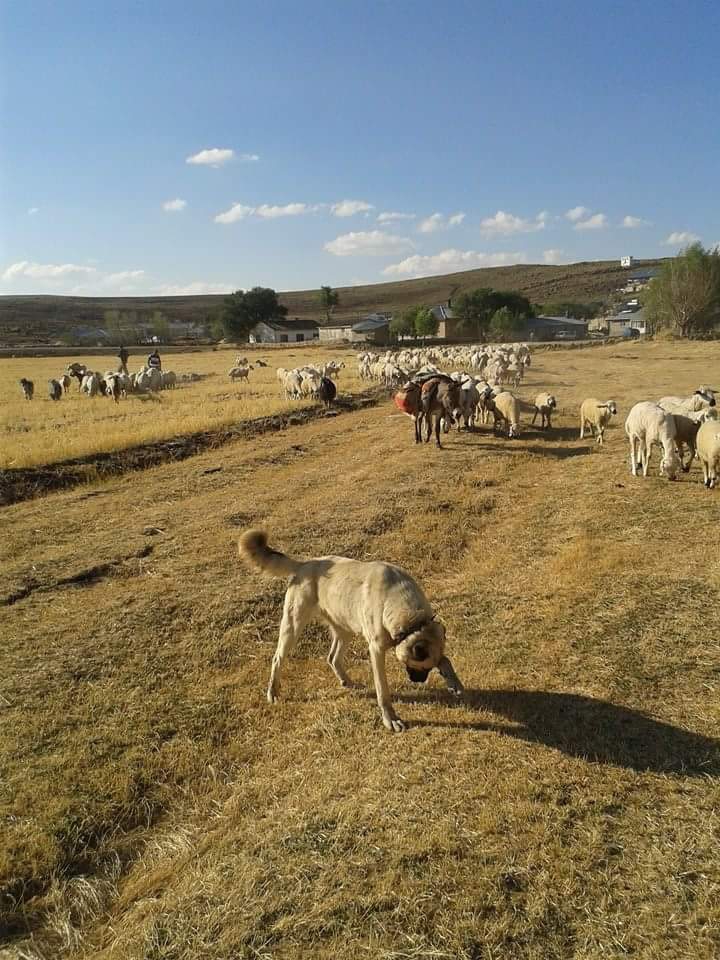 Gürün Göbekören Köyü Resimleri 8