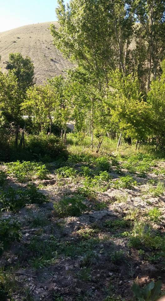 Gürün Güllübucak Köyü Resimleri 23