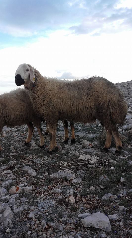 Gürün Güneş Köyü Resimleri 8