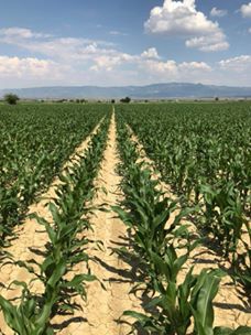 Çal İsabey Köyü Resimleri 3