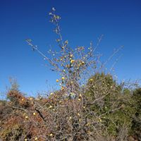 Çal Kabalar Köyü Resimleri 6