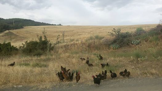 Çal Karapınar Köyü Resimleri 1