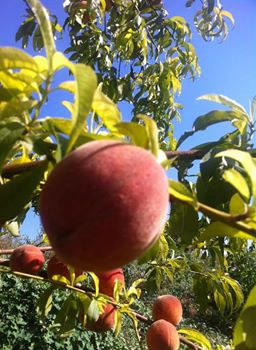 Çal Kocaköy Köyü Resimleri 1