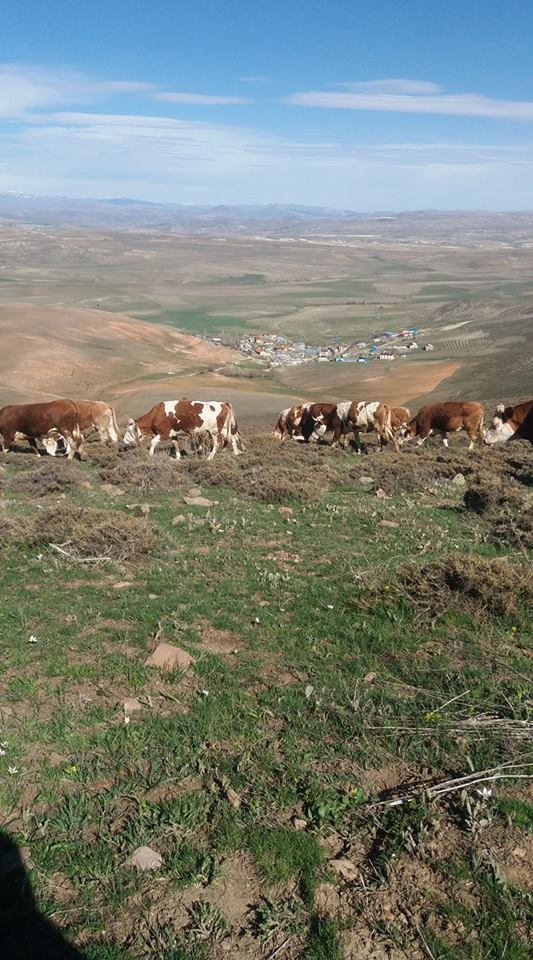 Gürün Karadoruk Köyü Resimleri 11