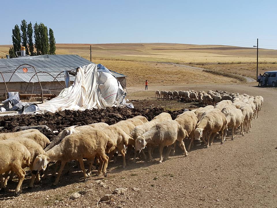 Gürün Karapınar Köyü Resimleri 26