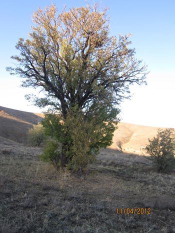 Erzincan Cevizli Köyü Resimleri 2