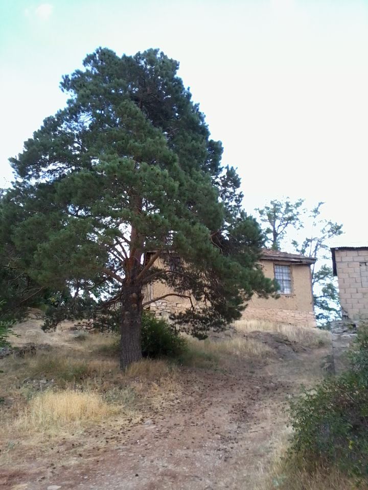 Erzincan Cevizli Köyü Resimleri 43