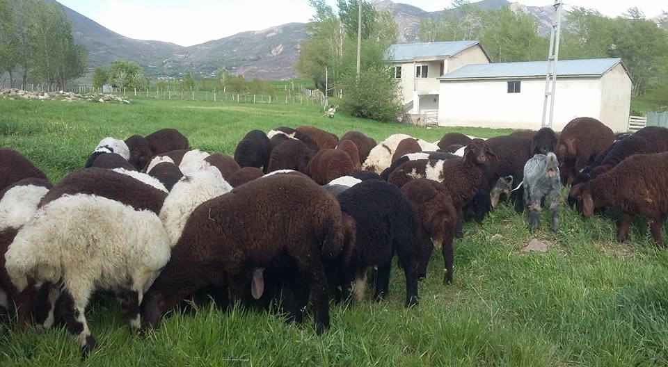 Erzincan Çubuklu Köyü Resimleri 9