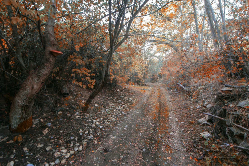 Erzincan Ekmekli Köyü Resimleri 4