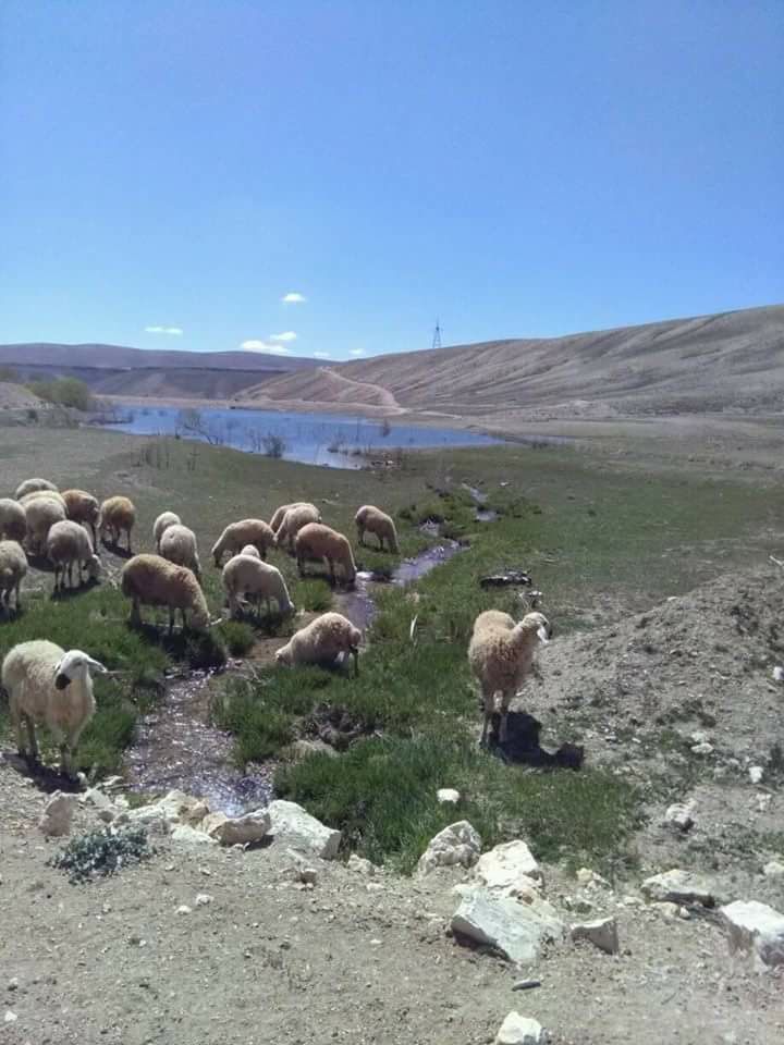 Gürün Kavak Köyü Resimleri 6