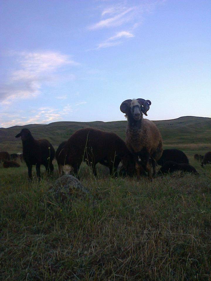 Erzincan Ganiefendi Çiftliği Köyü Resimleri 1