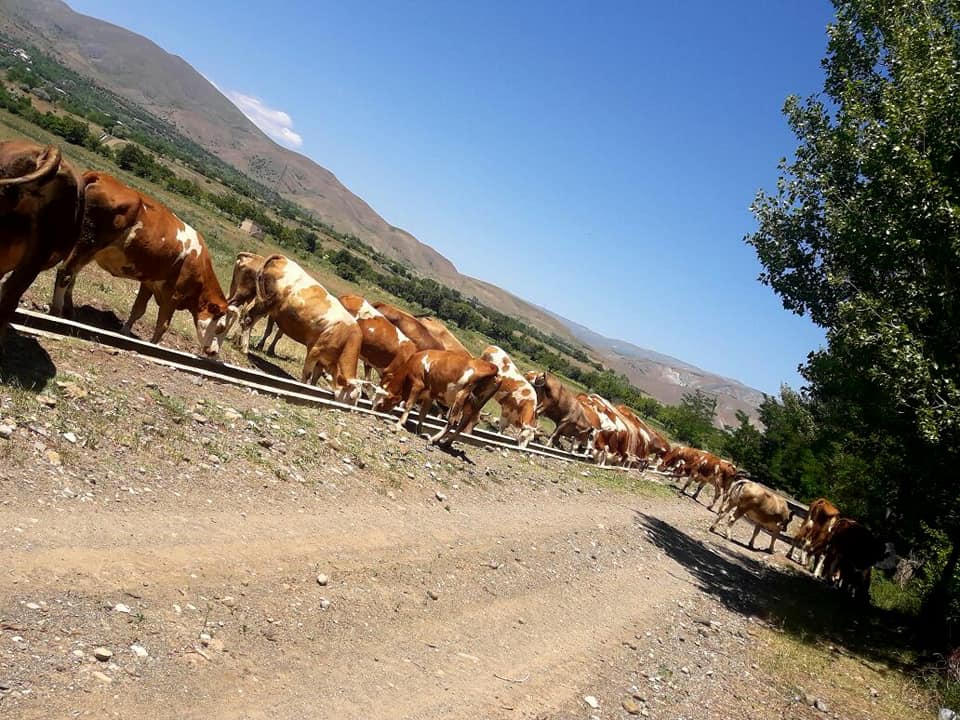 Erzincan Hacıali Palangası Köyü Resimleri 6