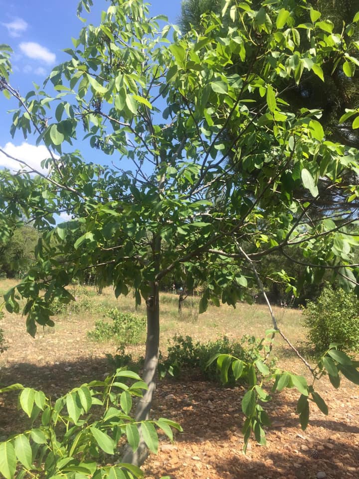 Çal Süller Köyü Resimleri 3