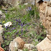 Çameli Cumaalanı Köyü Resimleri 7