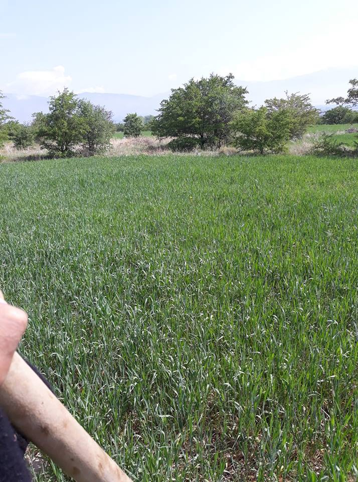 Erzincan Yeşilçay Köyü Resimleri 5