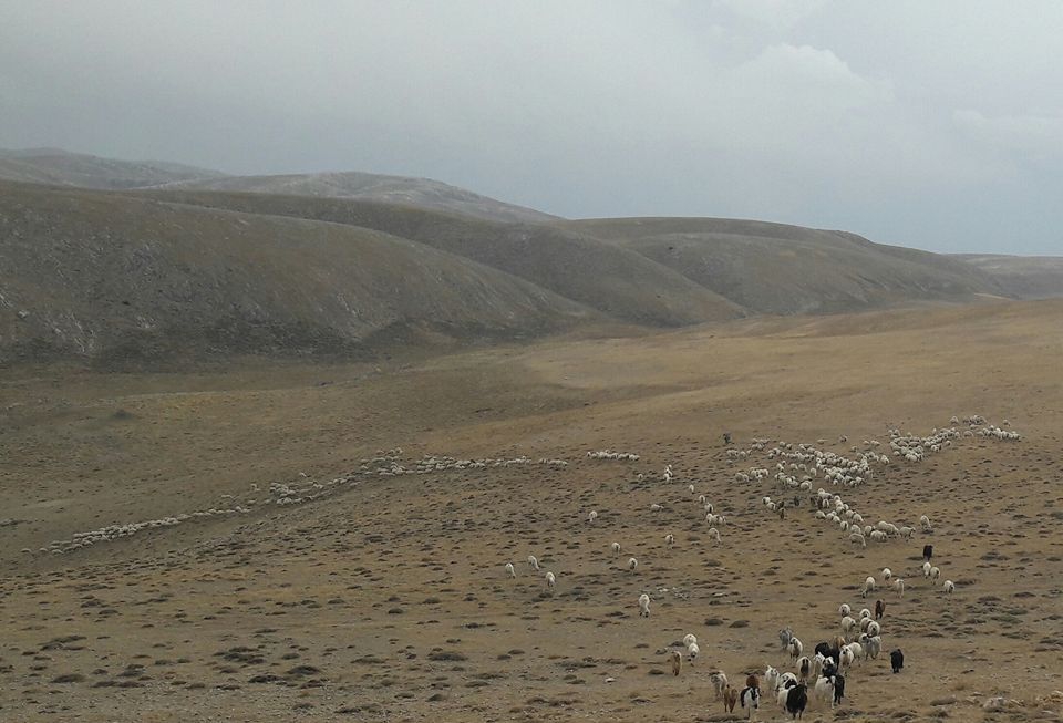 Gürün Koyunlu Köyü Resimleri 1
