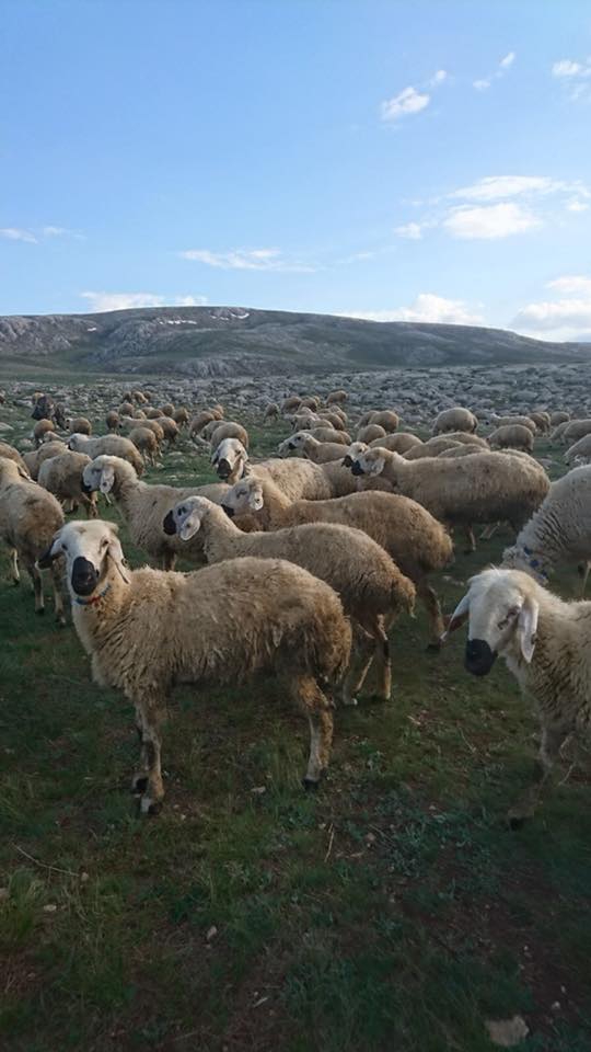 Gürün Koyunlu Köyü Resimleri 4