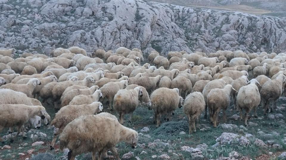 Gürün Koyunlu Köyü Resimleri 6