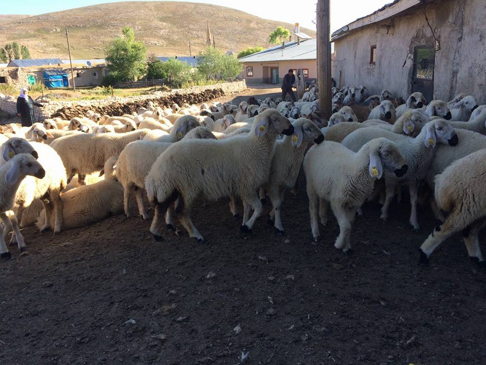 Gürün Koyunlu Köyü Resimleri 7