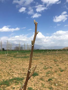 Çivril Bayat Köyü Resimleri 3