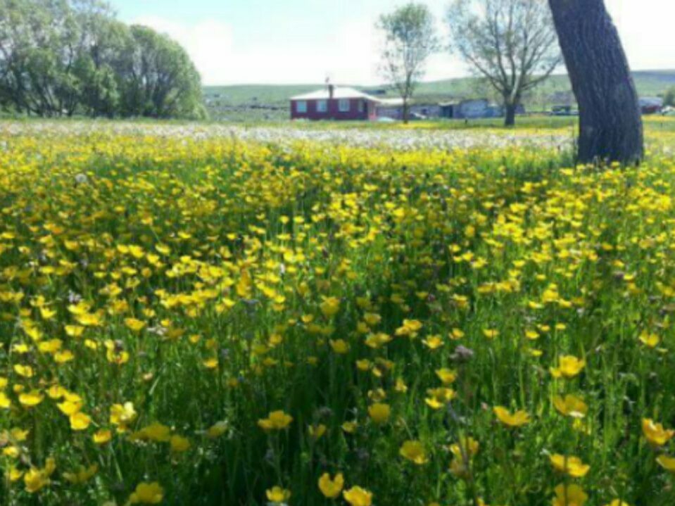 Arpaçay Göldalı Köyü Resimleri 2