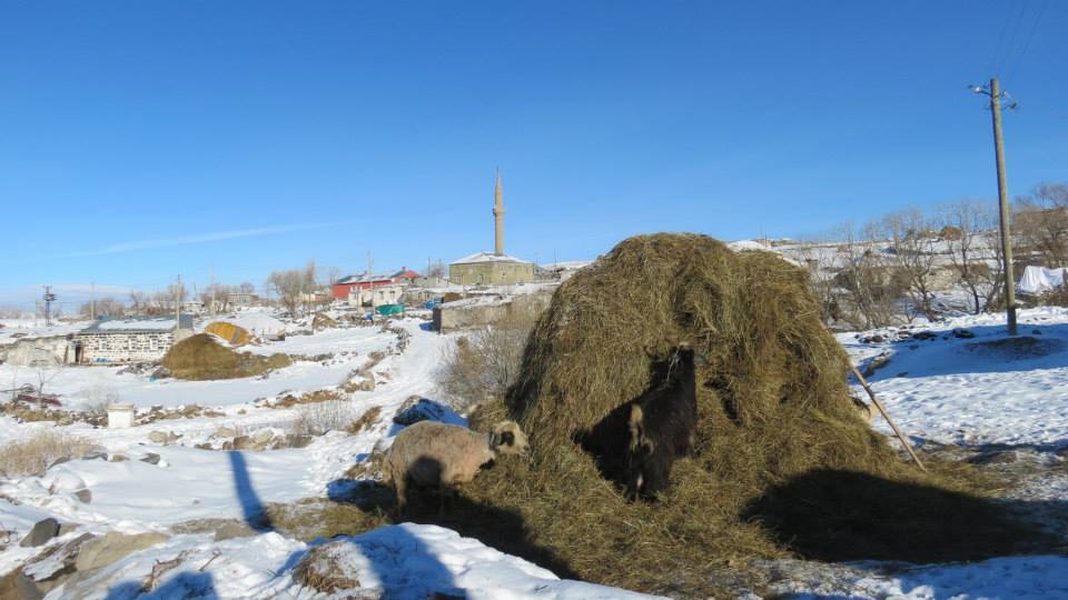 Arpaçay Göldalı Köyü Resimleri 3