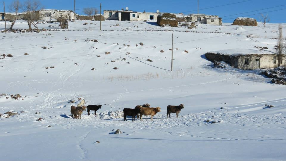 Arpaçay Göldalı Köyü Resimleri 6