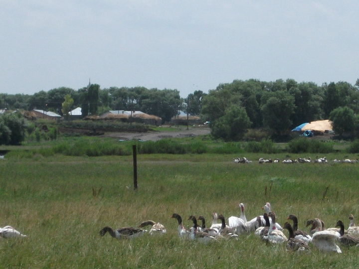 Arpaçay Okçuoğlu Köyü Resimleri 1