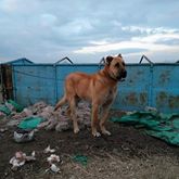 Çivril Karayahşılar Köyü Resimleri 1