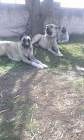 Çivril Karayahşılar Köyü Resimleri 2